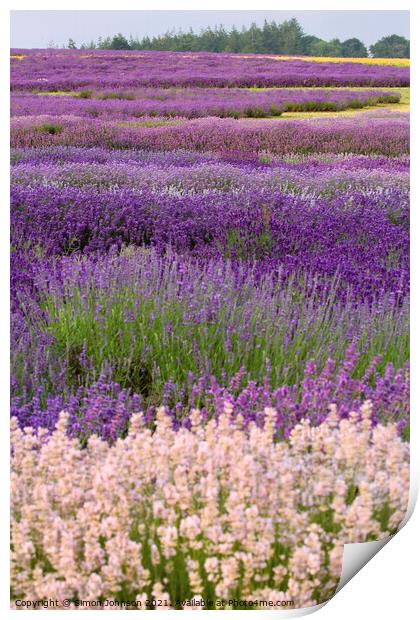 Lavendar fields Print by Simon Johnson