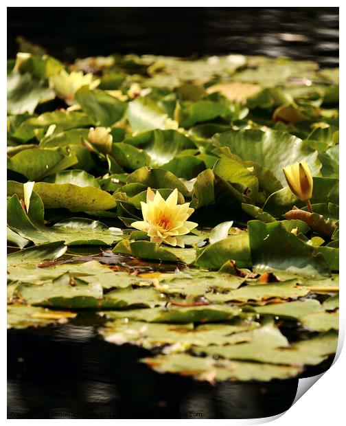 water lilly Print by Simon Johnson
