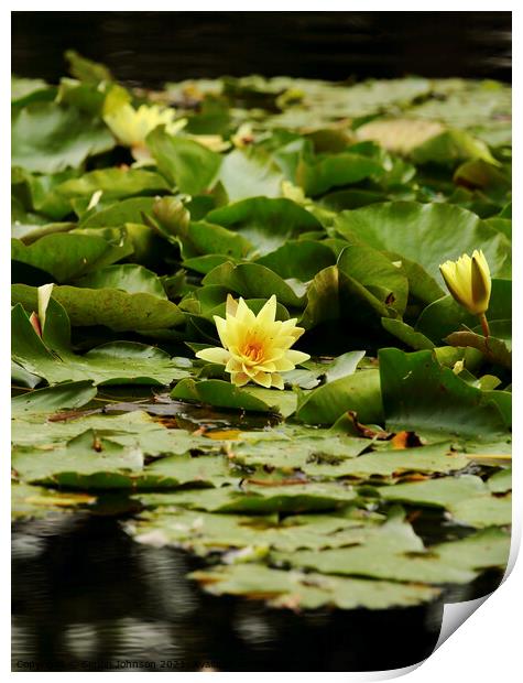 Water lilly Print by Simon Johnson