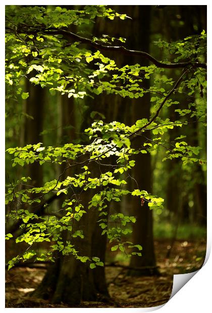 Sunlit leaves and woodland Print by Simon Johnson