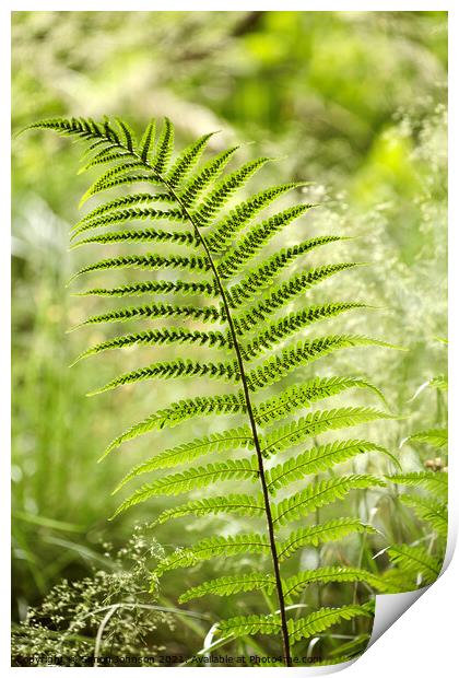 fern close up Print by Simon Johnson