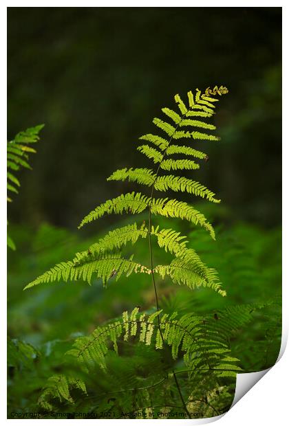 fern leaves Print by Simon Johnson