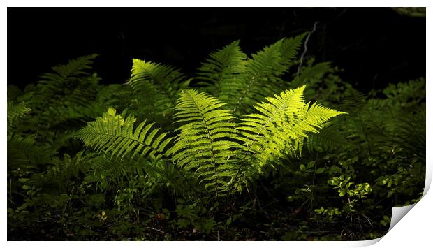 sunlit luminous ferns Print by Simon Johnson