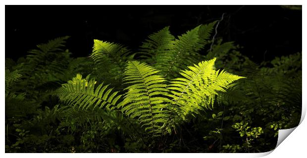 sunlit luminous  ferns Print by Simon Johnson