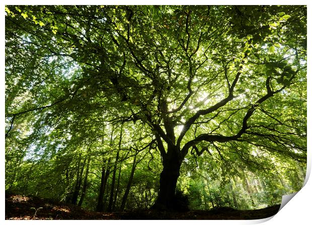 Beech  tree Print by Simon Johnson