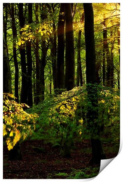 sunlit Woodland Print by Simon Johnson