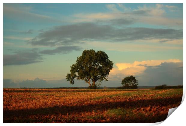 isoaled tree at dawn  Print by Simon Johnson