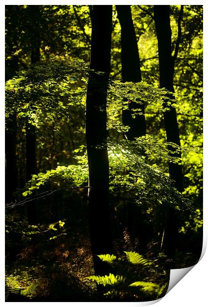 Sunlit ferns and leaves Print by Simon Johnson