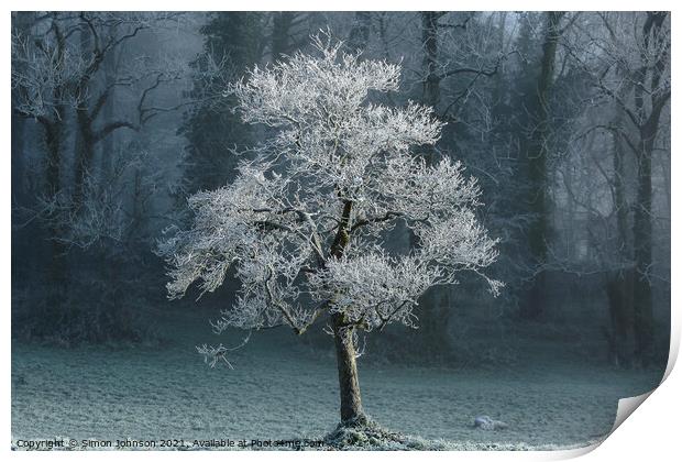sunlit frosted tree Print by Simon Johnson