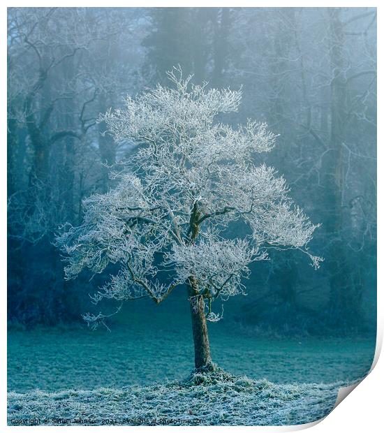 sunlit frosted tree Print by Simon Johnson