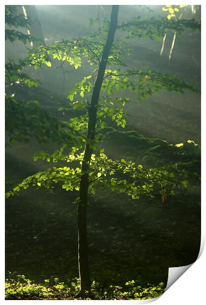 sunlit leaves Print by Simon Johnson