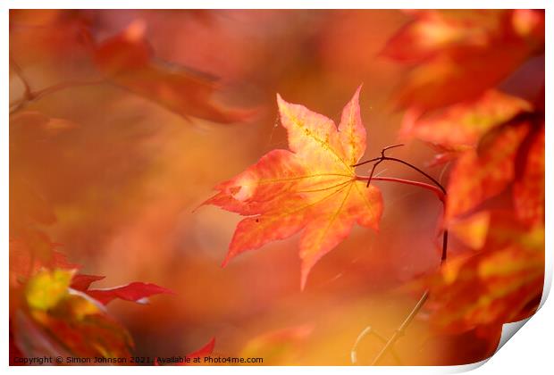 autumn mapple leaf Print by Simon Johnson