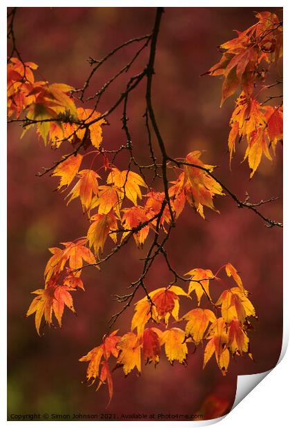 Autumn Acer  leaves Print by Simon Johnson