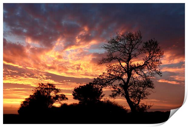 Tree silhouette at Sunrise Snowshill Cotwolds  Gloucestyershire Print by Simon Johnson