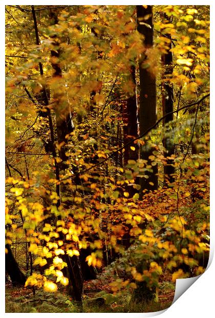 sunlit Beech leaves Print by Simon Johnson