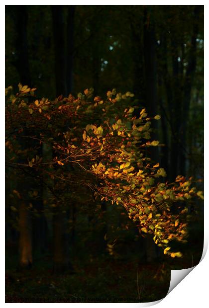 wind blown sunlit leaves Print by Simon Johnson