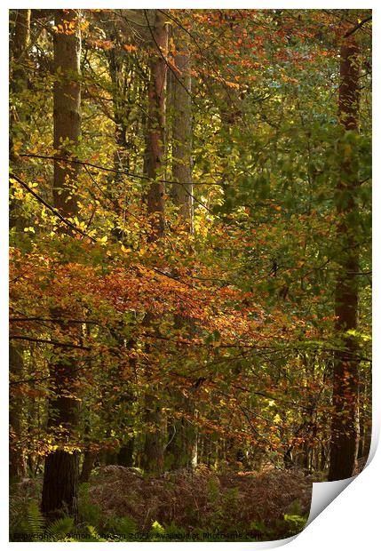 autumn woodland Print by Simon Johnson