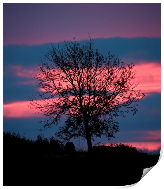 Tree and sunrise cloud Print by Simon Johnson