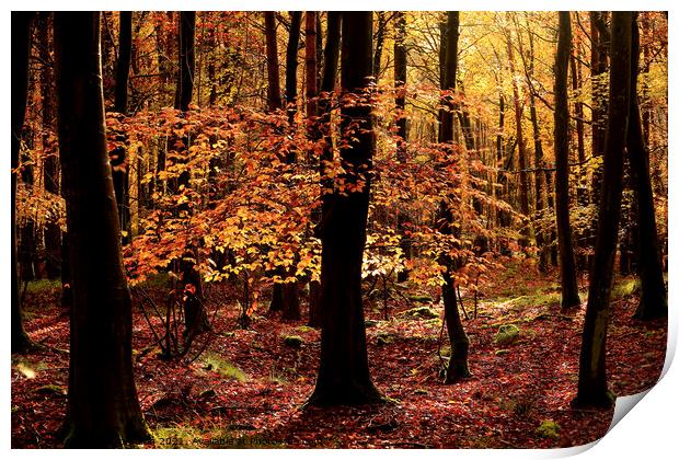 Autumn woodland Print by Simon Johnson