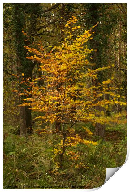 sunlit Beech tree Print by Simon Johnson