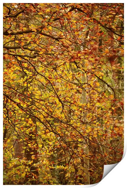Autumn lea es Print by Simon Johnson