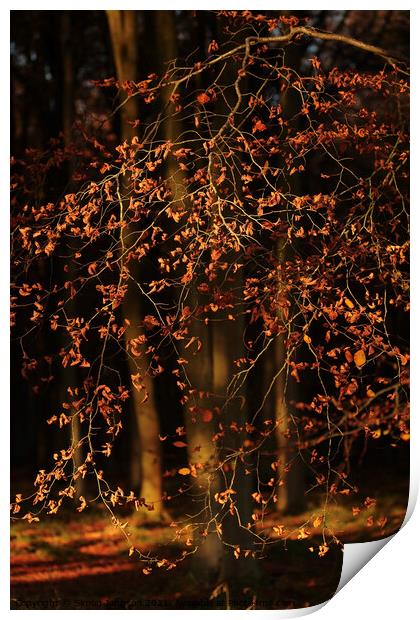 Sunlit leaves Print by Simon Johnson