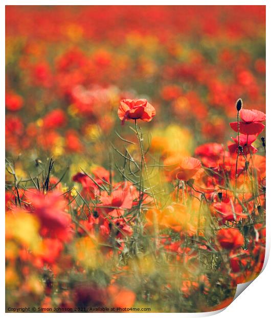  Summer Poppies Print by Simon Johnson