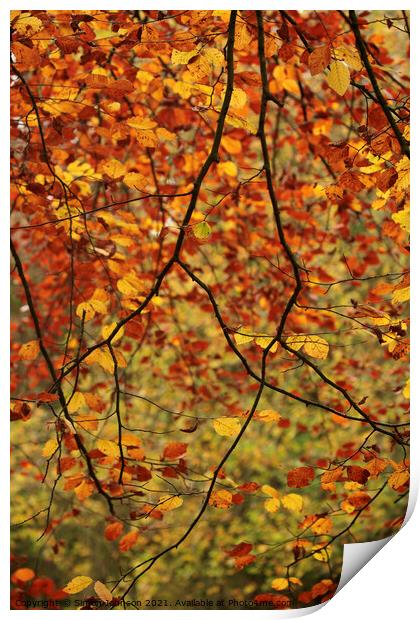 Autumn Beech leaves Print by Simon Johnson