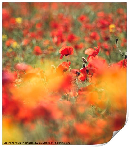 poppies  Print by Simon Johnson