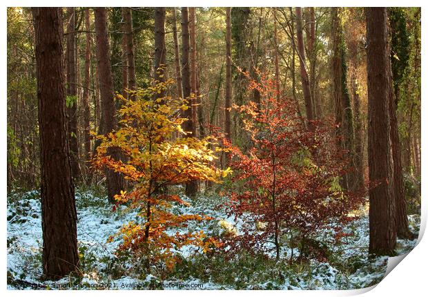  A pair of autumn trees Print by Simon Johnson