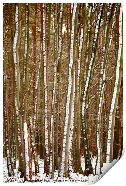 frosted tree trunks Print by Simon Johnson