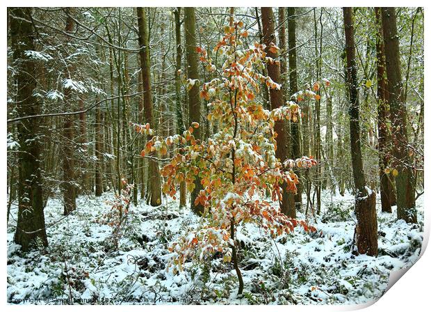 snow clad beech tree Print by Simon Johnson