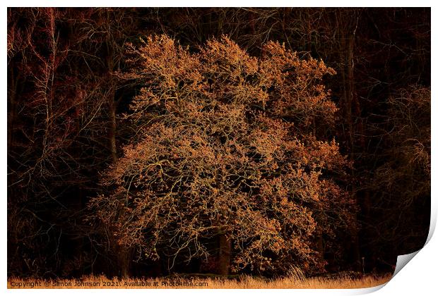 sunlit Oak Tree Print by Simon Johnson