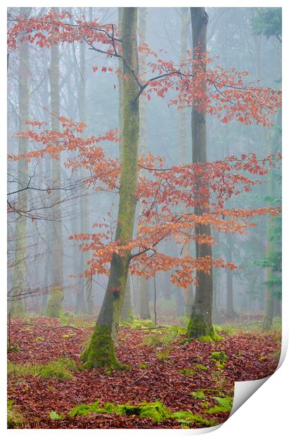 autumn leaves and mist Print by Simon Johnson