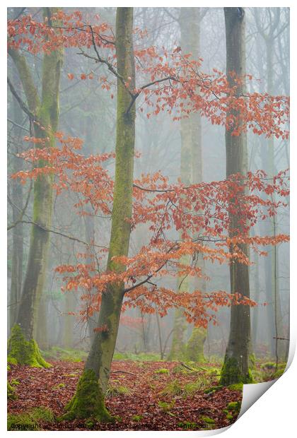 Misty Woodland  Print by Simon Johnson