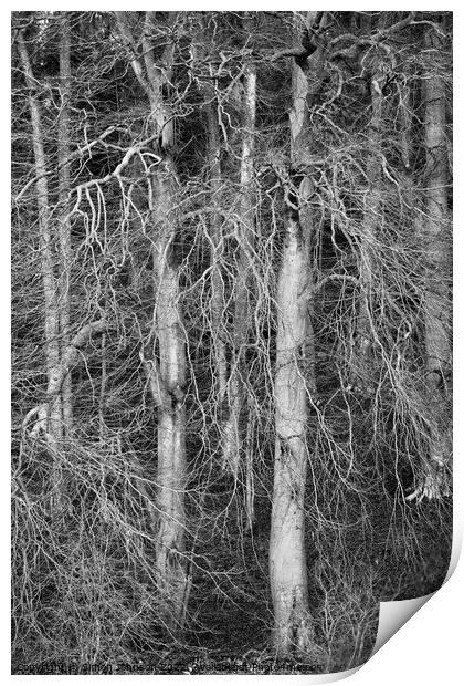 Snowshill Woodland Print by Simon Johnson