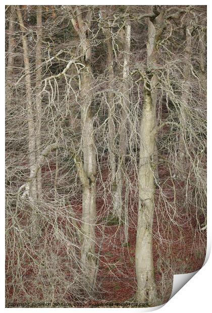 Winter woodland Print by Simon Johnson
