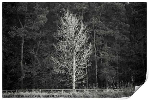 Sunlit Tree Print by Simon Johnson