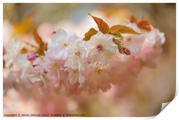 Spring blossom Print by Simon Johnson