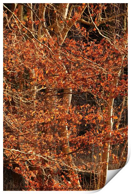 Autumn leaves in Winter Print by Simon Johnson
