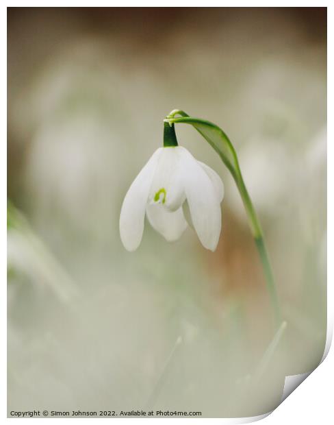 Snowdrop[ flower Print by Simon Johnson