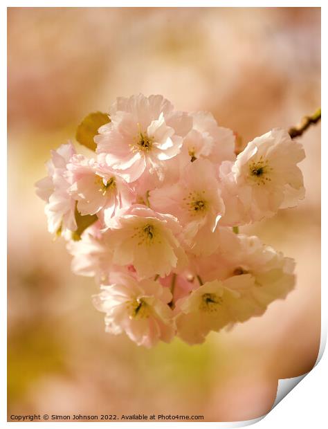 spring blossom Print by Simon Johnson