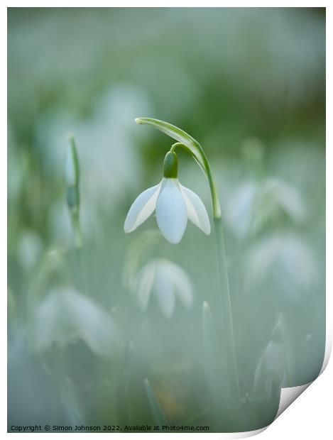 Snowdrop Flower Print by Simon Johnson