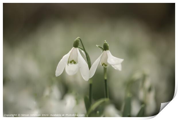 Snowdrops together for valentines Print by Simon Johnson