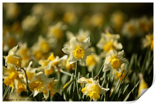 Daffodil Flowers  Print by Simon Johnson