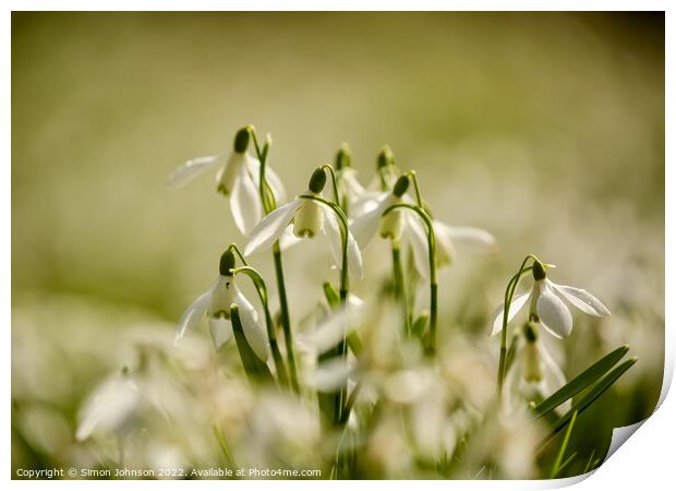Snowdrop flowers Print by Simon Johnson