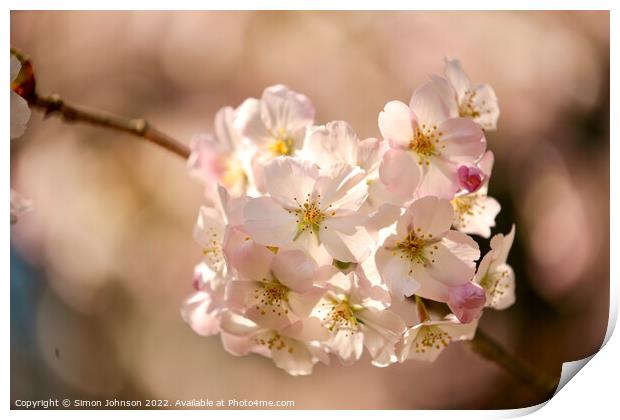 sunlit blossom Print by Simon Johnson