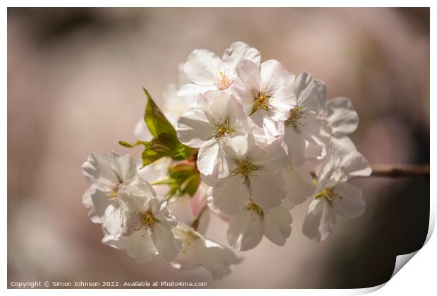 sunlit spring blossom Print by Simon Johnson