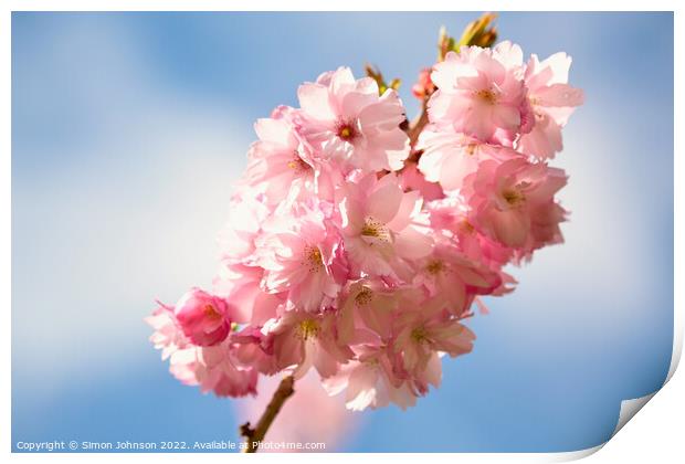 Cherry Blossom In the breeze Print by Simon Johnson