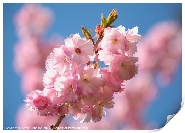 sunlit Cherry Blossom  Print by Simon Johnson